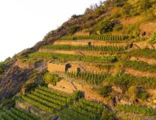 Prickelnder Genuss – ganz ohne Prozente: Unser neuer alkoholfreier Secco kommt!